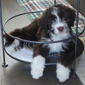 Meet your Posher, Maddy